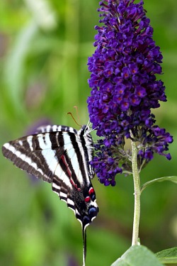 zebra swallowtail indiana