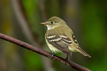 Alder flycatcher store