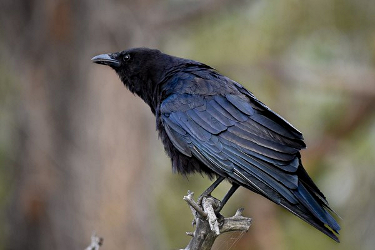 American Crow 