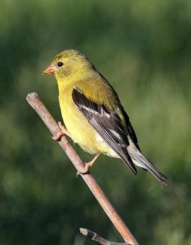 American Goldfinch Female Winter