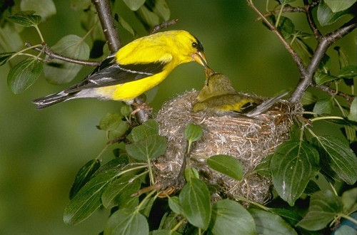 American Goldfinch Pair at Nest
