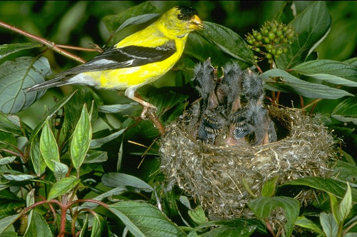 American Goldfinch At Nest With Young