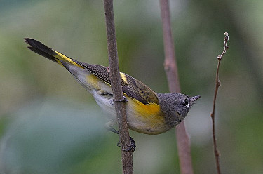 Female American Redstart