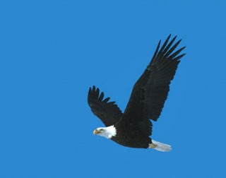 Bald Eagle in Flight