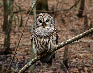 Barred Owl