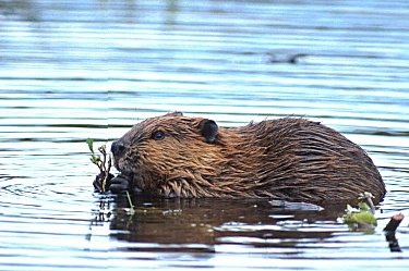 American Beaver Swimming 