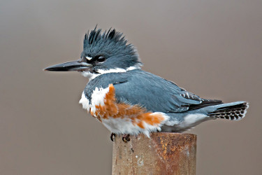 Female Belted Kingfisher