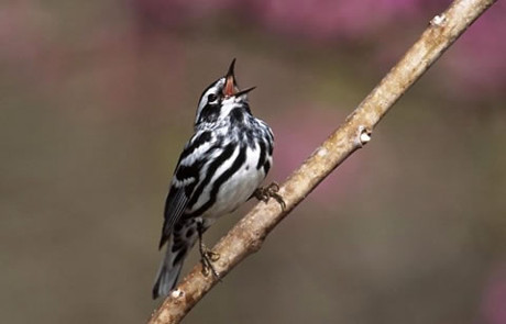 Male Black-and-white Warbler