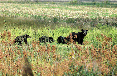 New England Bears