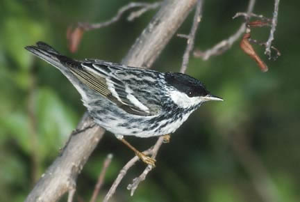 Blackpoll Warbler