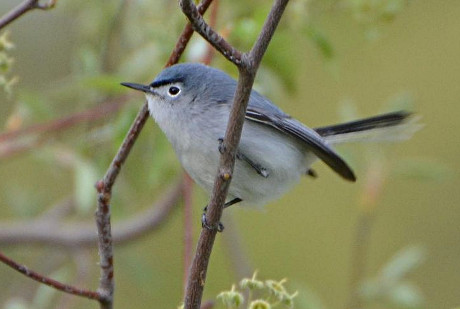 Blue-gray Gnatcatcher - Male