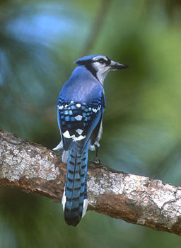 Jay Identification: Learn About The Types of Jays