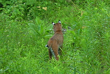 Bobcat Leaving