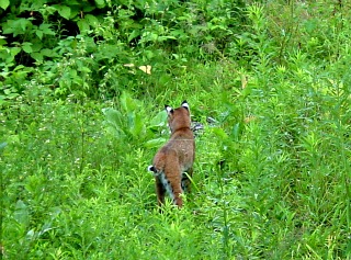 Bobcat (Lynx rufus) - Photos and information