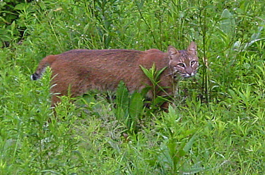 Bobcat Near Our House