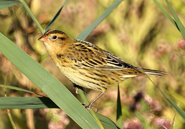 bobolink habitat