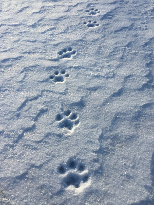 Canada Lynx Tracks