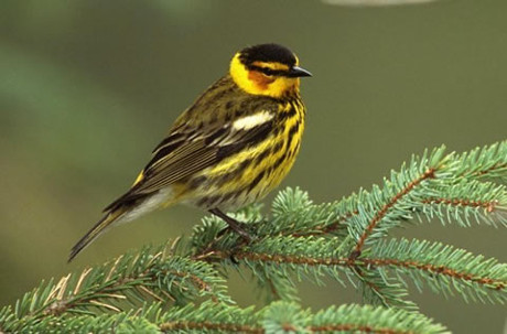 Cape May Warbler - Male