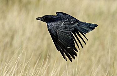 Common Raven - Photos, facts, and identification tips