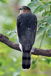 Cooper's Hawk