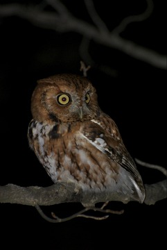 Eastern Screech-Owl