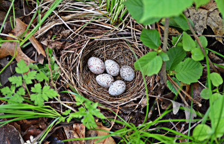 Eastern Towhee Nest with Eggs
