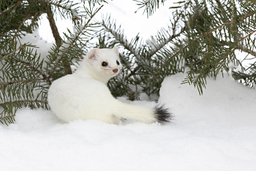 Ermine (Short-tailed Weasel) in Winter