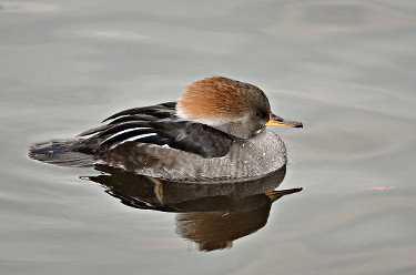 Female Hooded Merganser