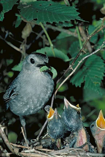 Gray Catbird at Nest