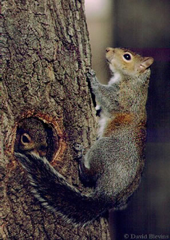 Eastern Gray Squirrels at Tree Den