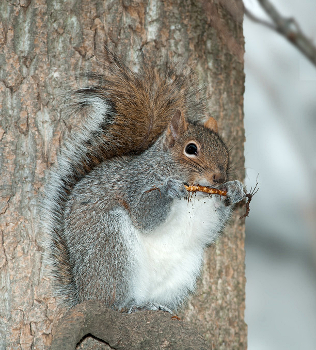 Eastern Gray Squirrel Eating