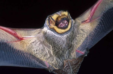 Hoary Bat 