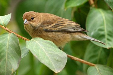 
Female Indigo Bunting