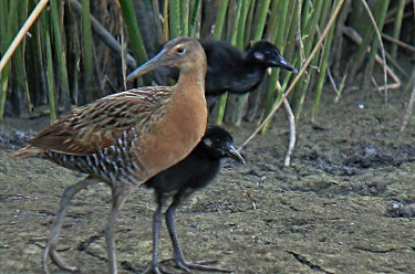 King Rail with Young 