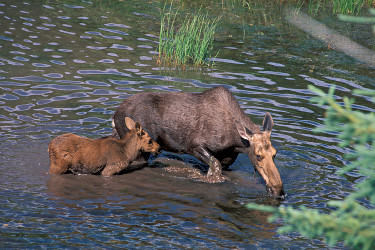 Female Moose and Calf