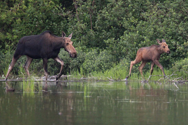 Female Moose and Calf