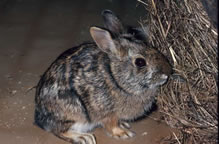 New England Cottontail (Sylvilagus transitionalis)