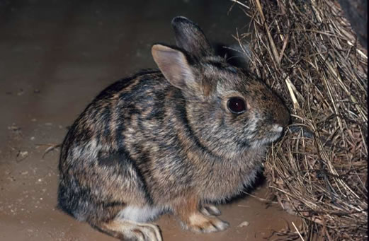 Sylvilagus transitionalis (New England cottontail rabbit)