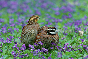 Male and Female Northern Bobwhite