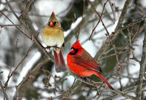 Northern Cardinal - Male and Female