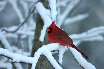 cardinal bird in snow wallpapers
