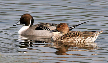 Male and Female Northern Pintail 