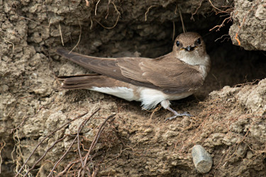 Northern Rough-winged Swallow 