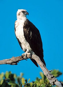 Osprey