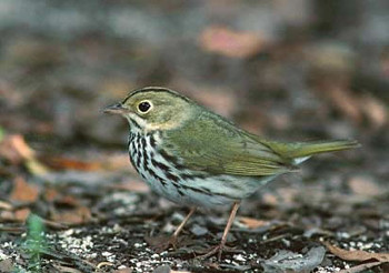 Ovenbird (Seiurus aurocapillus)