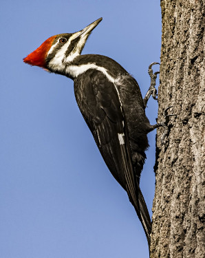 Female Pileated Woodpecker