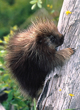 Young North American Porcupine