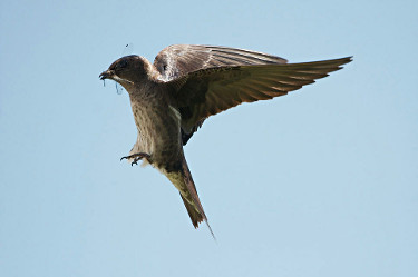 Female Purple Martin in Flight