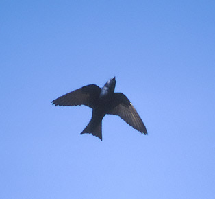 Purple Martin in Flight