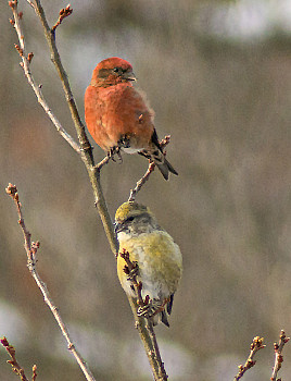 Male and Female Red Crossbill 